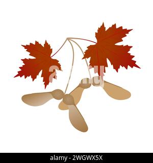 Fruits d'érable avec des feuilles isolées sur fond blanc. Illustration de Vecteur