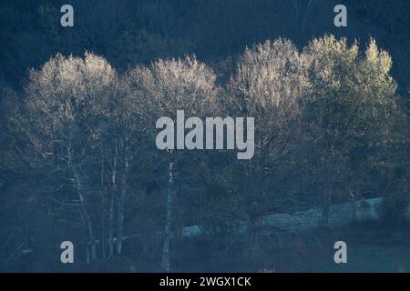 Lumières et ombres entre les arbres de la campagne gelée à l'aube Banque D'Images