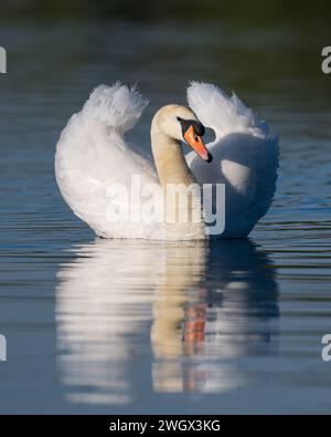 Cygnes muets mâles (Cob) (Cygnus olor) dans la lumière du soleil tôt le matin et les reflets ondulés, Dinton Pastures Country Park, Berkshire, Royaume-Uni, avril 2022 Banque D'Images