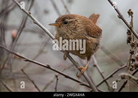 Eurasian Wren (troglodytes troglodytes) perché sur une brindille dans une haie au Dinton Pastures Country Park, Berkshire, Royaume-Uni, mars 2023 Banque D'Images