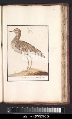 Griel (Burhinus Oedicnemus), Anselmus Boëtius de Boodt, 1596 - 1610 dessin Griel. Numéroté en haut à droite : 5. Avec les noms latins. Partie du troisième album avec des dessins d'oiseaux. Cinquième des douze albums avec des dessins d'animaux, d'oiseaux et de plantes connus vers 1600, commandé par l'empereur Rudolf Ier Avec explication en néerlandais, latin et français. Dessinateur : Praagdraughtsman : papier de Delft. aquarelle (peinture). peinture de pont. crayon. craie. pinceau à encre / stylo oiseaux de rivage et échassiers : curlew en pierre Banque D'Images