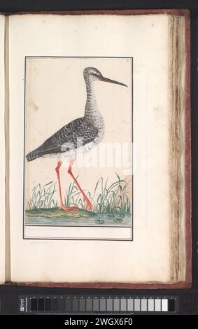 Turbinga (Tringa Totanus), anselmus Boëtius de Boodt, 1596 - 1610 dessin Redshank. Numéroté en haut à droite : 2. Partie du troisième album avec des dessins d'oiseaux. Cinquième des douze albums avec des dessins d'animaux, d'oiseaux et de plantes connus vers 1600, commandé par l'empereur Rudolf Ier Avec explication en néerlandais, latin et français. Dessinateur : Praagdraughtsman : papier de Delft. aquarelle (peinture). peinture de pont. crayon. oiseaux de rivage et échassiers en brosse à craie : redshank Banque D'Images