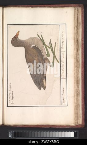 Waterhoen (Gallinula Chloropus), Anselmus Boëtius de Boodt, 1596 - 1610 dessin Waterhoen (juvénile). Numéroté en haut à droite : 11. En haut à gauche le nom latin et allemand. Partie du troisième album avec des dessins d'oiseaux. Cinquième des douze albums avec des dessins d'animaux, d'oiseaux et de plantes connus vers 1600, commandé par l'empereur Rudolf Ier Avec explication en néerlandais, latin et français. Journal de Prague. aquarelle (peinture). peinture de pont. crayon. craie. brosse à encre / stylo oiseaux aquatiques : moorhen Banque D'Images