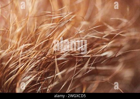 Mèches de cheveux brun doré Macro avec fond Soft Focus Banque D'Images