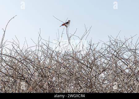 Oiseau tisserand de buffle à tête blanche (Dinemellia dinemelli) perché sur la brousse dans le parc national d'Awash, en Éthiopie Banque D'Images