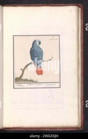 Perroquet à queue rouge gris (psittacus erithacus), Anselmus Boëtius de Boodt, 1596 - 1610 dessin perroquet à queue rouge gris. Numéroté en haut à droite : 3. Avec le nom. Partie du deuxième album avec des dessins d'oiseaux. Quatrième de douze albums avec des dessins d'animaux, d'oiseaux et de plantes connus vers 1600, réalisé pour le compte de l'empereur Rudolf Ier Avec explication en néerlandais, latin et français. Dessinateur : Praagdraughtsman : papier de Delft. aquarelle (peinture). peinture de pont. crayon. Brosse à encre / stylo oiseaux ornementaux : perroquet gris africain Banque D'Images