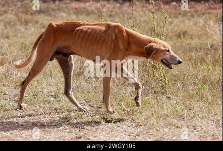 chien vagabond maigre, négligé par les propriétaires, se promenant dehors sur l'herbe sèche par une chaude journée Banque D'Images