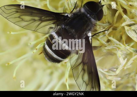 Vue dorsale rapprochée de Banded Bee Fly (Villini) se nourrissant de nectar de Banksia, Australie méridionale Banque D'Images