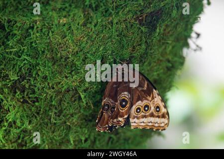 Papillon coloré assis sur des feuilles vertes Banque D'Images