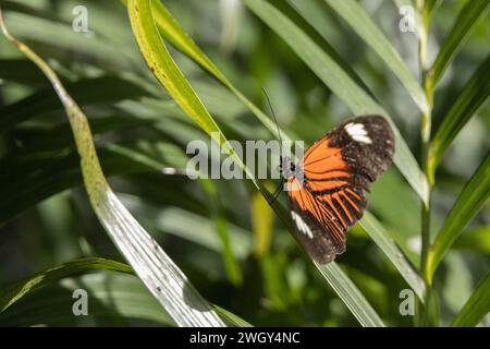 Papillon coloré assis sur des feuilles vertes Banque D'Images