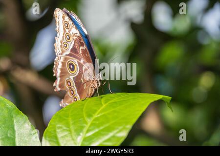 Papillon coloré assis sur des feuilles vertes Banque D'Images