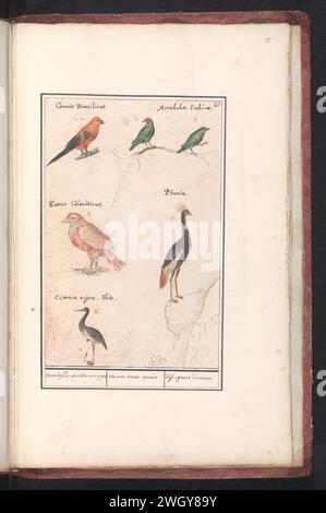 Six oiseaux, Anselmus Boëtius de Boodt, 1596 - 1610 dessin de six oiseaux, dont un corbeau brésilien, une grue à couronne noire et une cigogne noire, numérotés en haut à droite : 20. Partie du deuxième album avec des dessins d'oiseaux. Quatrième de douze albums avec des dessins d'animaux, d'oiseaux et de plantes connus vers 1600, réalisé pour le compte de l'empereur Rudolf Ier Avec explication en néerlandais, latin et français. Dessinateur : Praagdraughtsman : papier de Delft. aquarelle (peinture). peinture de pont. crayon. pinceau à encre / stylo oiseaux de rivage et échassiers : cigogne noire. oiseaux de rivage et échassiers : grue à couronne noire Banque D'Images