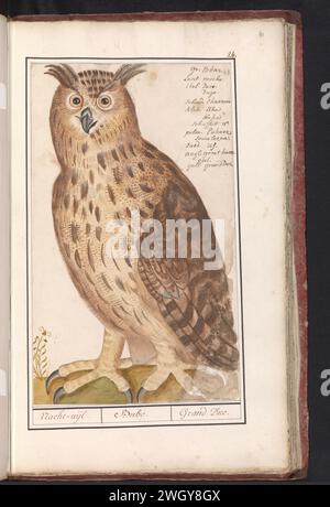 Oehoe (Owl Bubo), Boëtius de Boodt, 1596 - 1610 dessin Oohoe. Numéroté en haut à droite : 24. En haut à droite le nom en neuf langues. Partie du premier album avec des dessins d'oiseaux. Troisième de douze albums avec des dessins d'animaux, d'oiseaux et de plantes connus vers 1600, commandé par l'empereur Rudolf Ier Avec explication en néerlandais, latin et français. Dessinateur : Praagdraughtsman : papier de Delft. aquarelle (peinture). peinture de pont. crayon. Brosse à encre / stylo hibou : Eurasian Eagle-hibou Banque D'Images