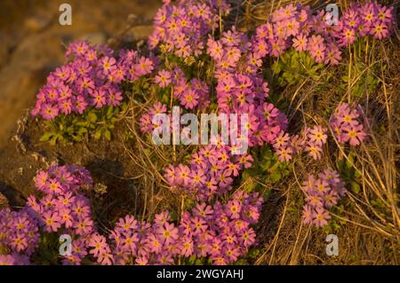 Alaska Dwarf-Primrose, Douglasia ochotensis, primevre pourpre floraison dans la toundra arctique Alaska Arctic National Wildlife refuge ANWR Banque D'Images