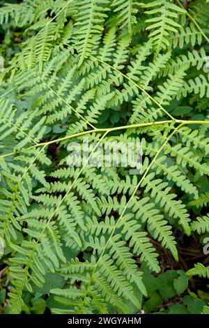 Bracken Fern vue rapprochée montrant les détails de la fronde et le modèle Idaho Banque D'Images