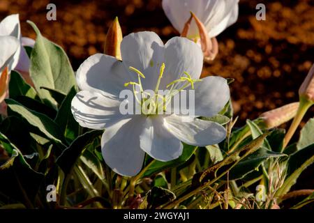 Primrose du soir nain dans le parc national d'Arches, Utah Banque D'Images