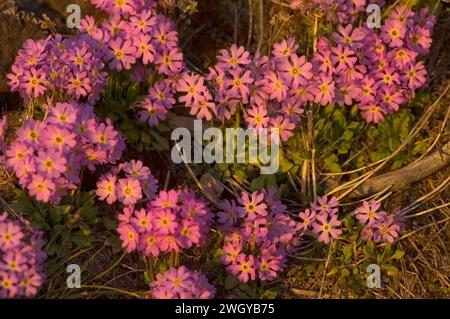 Alaska Dwarf-Primrose, Douglasia ochotensis, primevre pourpre floraison dans la toundra arctique Alaska Arctic National Wildlife refuge ANWR Banque D'Images