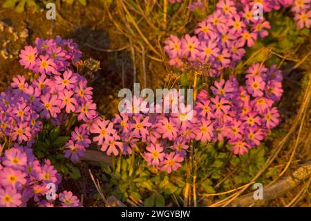 Alaska Dwarf-Primrose, Douglasia ochotensis, primevre pourpre floraison dans la toundra arctique Alaska Arctic National Wildlife refuge ANWR Banque D'Images