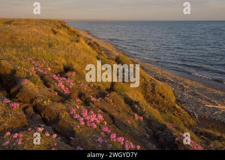 Alaska Dwarf-Primrose, Douglasia ochotensis, primevre pourpre floraison dans la toundra arctique Alaska Arctic National Wildlife refuge ANWR Banque D'Images