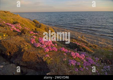 Alaska Dwarf-Primrose, Douglasia ochotensis, primevre pourpre floraison dans la toundra arctique Alaska Arctic National Wildlife refuge ANWR Banque D'Images