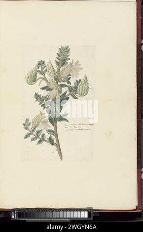 Asclepias cancellata ou gomphocarpus cancellatus Burm.F. Bruyns (cap ou lait de coton), c. 1779 - dessin Asclepias cancellata (Gomphocarpus Cancellatus (Burm.F.) Bruyns), une sorte d'arbre à laine, sautant avec des graines du bulbe à graines ; des montagnes près de la rivière Kheis, au nord-ouest de Groblershoop ; les racines sont utilisées contre les maladies de l'estomac. papier. encre. crayon. craie. aquarelle (peinture) stylo / pinceaux plantes ; végétation Banque D'Images