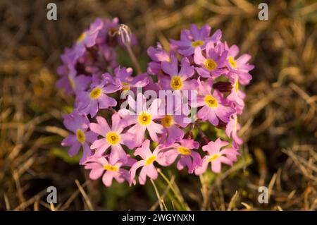 Alaska Dwarf-Primrose, Douglasia ochotensis, primevre pourpre floraison dans la toundra arctique Alaska Arctic National Wildlife refuge ANWR Banque D'Images