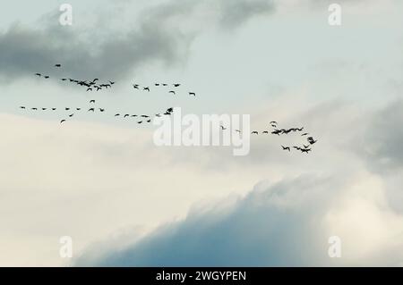 Migration des écheveaux de l'Atlantique Brant contre le ciel sombre Banque D'Images