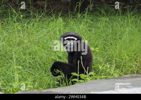 Gibbon hoolock occidental assis et regardant les visiteurs à l'intérieur d'un zoo Banque D'Images