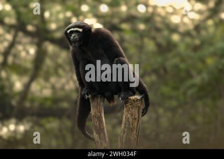 Le curieux Western Hoolock Gibbon assis sur le bloc de bois et regardant les visiteurs à l'intérieur d'un zoo Banque D'Images