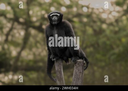 Le curieux Western Hoolock Gibbon assis sur le bloc de bois et regardant les visiteurs à l'intérieur d'un zoo Banque D'Images