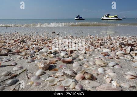 coquillages sur une plage de sable blanc, clearwater, floride Banque D'Images