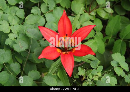 Le lis des bois (Lilium philadelphicum) est une fleur sauvage dans les Big Snowy Mountains, Montana Banque D'Images