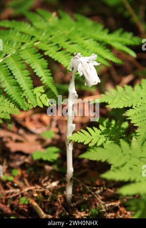 Indian Pipe (Monotropa uniflora) dans le Glacier National Park, Montana, une fleur sauvage blanche dépourvue de chlorophylle Banque D'Images