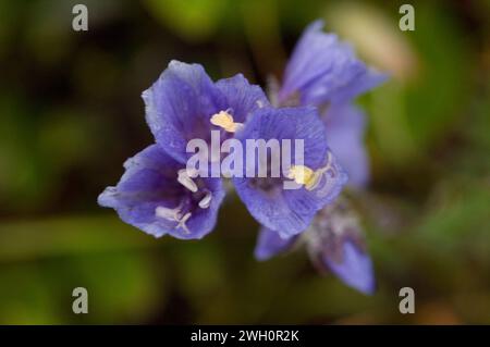 Jolie échelle de Jacob polemonium pulcherrimum fleurissant dans la toundra arctique Arctic National Wildlife refuge ANWR Alaska Banque D'Images