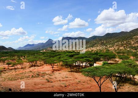 Forêt d'acacia dans la région du sud du Horr, Rift Valley, Kenya. Banque D'Images