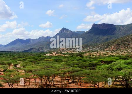 Forêt d'acacia dans la région du sud du Horr, Rift Valley, Kenya. Banque D'Images