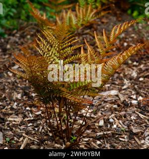 Gros plan sur les nouvelles feuilles rouges de cuivre de la fougère de jardin dryopteris erythrosora prolifica ou fougère bouclier japonaise. Banque D'Images