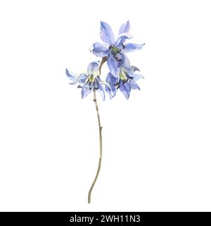 Aquarelle premières fleurs de printemps isolées sur fond blanc. Fleurs forestières Liverwort, scilla, taillis. Illustration de délicates fleurs de lilas Banque D'Images