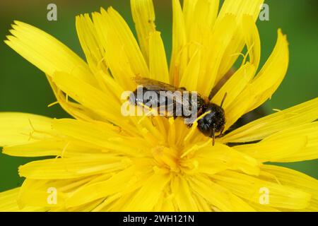 Gros plan coloré naturel d'une petite abeille shaggy femelle Panurgus calcaratus sur une fleur jaune Banque D'Images