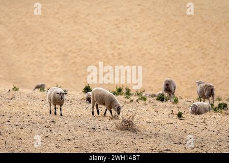 Moutons qui paissent sur le champ. Penneshaw, Kangaroo Island, Australie méridionale. Banque D'Images