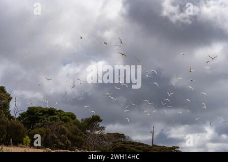 Un troupeau de cacatoès en vol. Kangaroo Island, Australie méridionale Banque D'Images