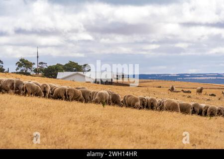 Moutons qui paissent sur le champ. Penneshaw, Kangaroo Island, Australie méridionale. Banque D'Images