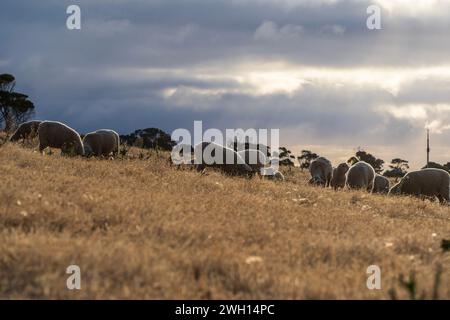 Moutons qui paissent sur le champ. Penneshaw, Kangaroo Island, Australie méridionale. Banque D'Images