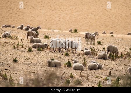 Moutons qui paissent sur le champ. Penneshaw, Kangaroo Island, Australie méridionale. Banque D'Images