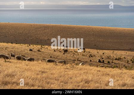 Moutons qui paissent sur le champ. Penneshaw, Kangaroo Island, Australie méridionale. Banque D'Images