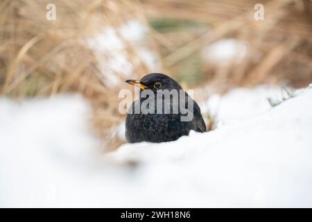 Oiseau noir commun dans la neige, Turdus merula Banque D'Images