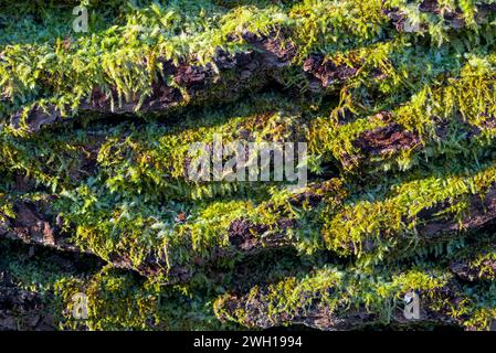 Écorce d'arbre détaillée couverte de mousse au soleil, gros plan horizontal, macro, arrière-plan Banque D'Images