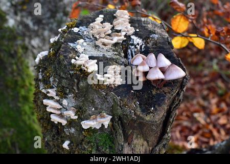 Casque de fée saignant (Mycena haematopus) champignon droit et parasite (Heterobasidion annusum). Cette photo a été prise à Monte Santiago, province de Burgos Banque D'Images