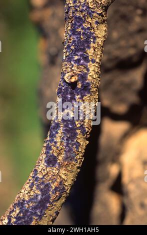 Le champignon de la croûte cobalt ou champignon bleu profond (Pulcherricium caeruleum ou Terana caerulea) est un champignon de la croûte très coloré. Cette photo a été prise à Montseny Banque D'Images