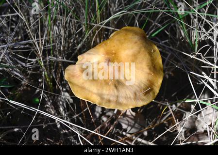 La russula puante (Russula foetens) est considérée comme non comestible mais appréciée en Europe de l'est après avoir été correctement préparée. Cette photo a été prise près de la Llac Banque D'Images